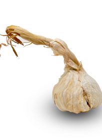 Fresh Garlic (Per Piece)