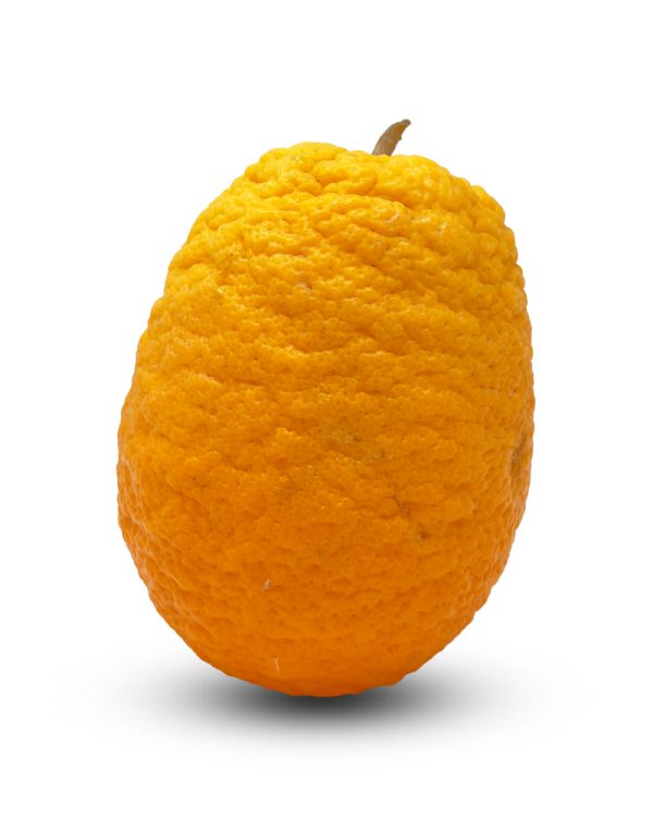 Giafitika Oranges Super